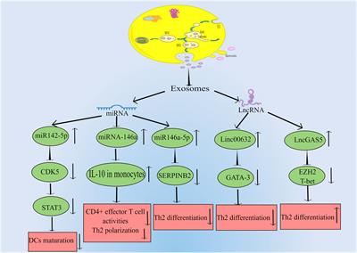 A review of recent advances in exosomes and allergic rhinitis